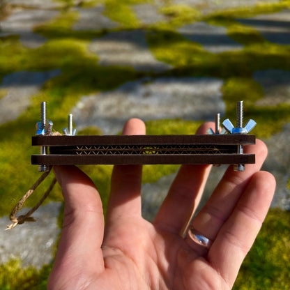 Standard Press - Daisy Field